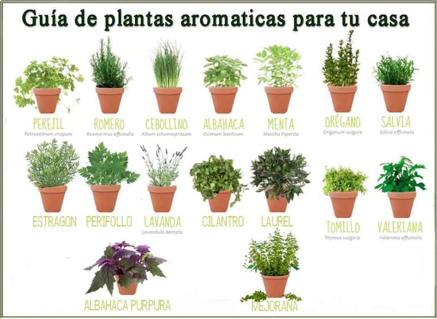 PLANTAS AROMATICAS